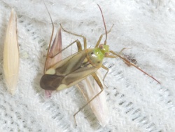 Adelphocoris lineolatus